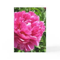 Practically Perfect Peony cards by charlesblack7 Practically Perfect Peony cards