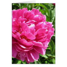 Practically Perfect Peony Cards