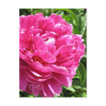 Practically Perfect Peony postcards by charlesblack7 Practically Perfect Peony postcards