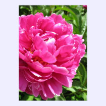 Practically Perfect Peony posters