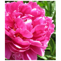 Practically Perfect Peony t-shirts by charlesblack7 Practically Perfect Peony t-shirts