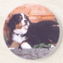 Práctico de costa del perrito del perro de montaña posavasos personalizados