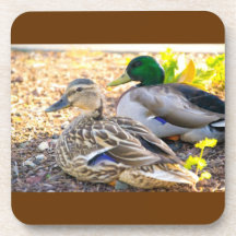 Prácticos de costa de los patos de sentada posavasos