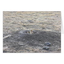 Praire Dog In Burrow Card