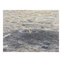 Praire Dog In Burrow posters