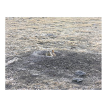 Praire Dog In Burrow posters by StormShooter Praire Dog In Burrow posters