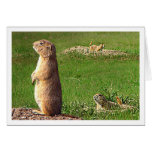 PraireDogs cards