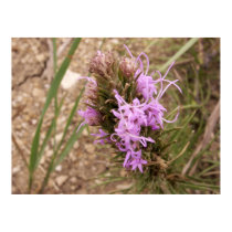 Prairie Blazing Star posters by SafireLady Prairie Blazing Star posters