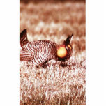 Prairie Chicken on Fergus Falls Prairie