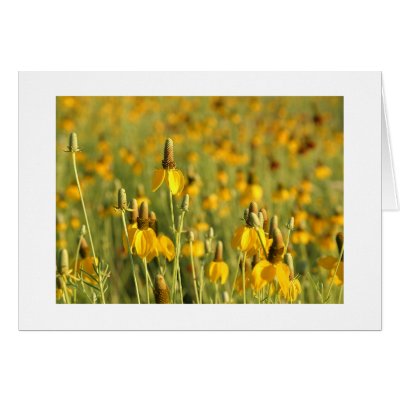 Prairie Coneflowers Cards by unknownartist