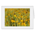 Prairie Coneflowers cards