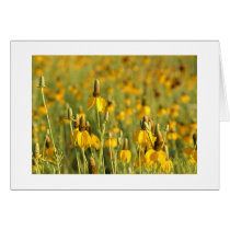 Prairie Coneflowers cards