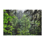 Prairie Creek Redwoods State Park Canvas Print