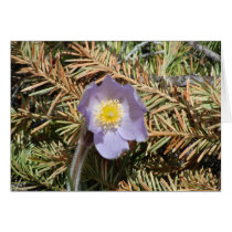 Prairie Crocus cards by litehrse Prairie Crocus cards