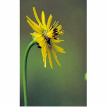 Prairie Dock Photo Cut Outs