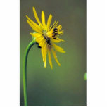 Prairie Dock Photo Cut Outs