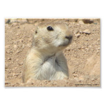 Prairie Dog at San Angelo State Park in San Angelo Photograph