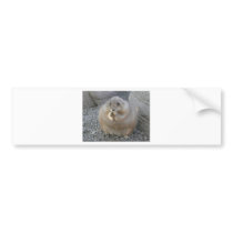 prairie dog bumper stickers