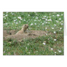 postcard - Little prairie dog peeks out of its burrow to see what's going on.