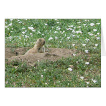 Prairie Dog cards