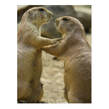 Prairie Dog Deal Postcard