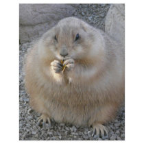 prairie dog flyers