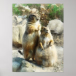 Prairie Dog Formal Portrait Poster