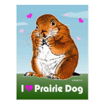 prairie dog (Heart) Post Cards