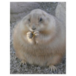 prairie dog letterhead