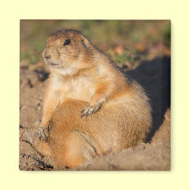 prairie dog magnets