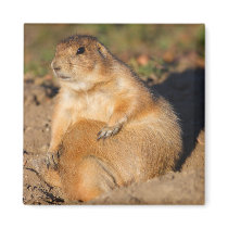 prairie dog magnets by WorldDesign prairie dog magnets