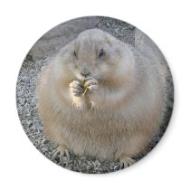 prairie dog magnets by pinkypetals prairie dog magnets
