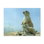 Prairie Dog Mother And Baby Postcard