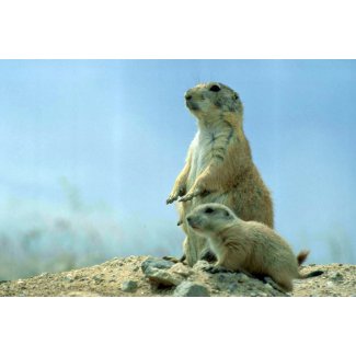 Prairie Dog Mother And Baby print