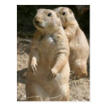 Prairie Dog Photo Postcard