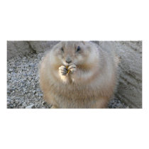 prairie dog photo cards