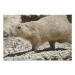 Prairie Dog Photograph