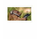 prairie_dog_pistol t-shirts
