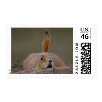 prairie dog postage by WorldDesign prairie dog postage