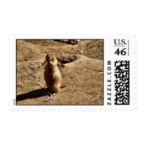 Prairie Dog Postage stamps