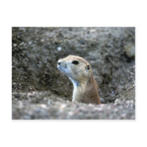 Prairie Dog Postcard by KitteasGallery Prairie Dog Postcard