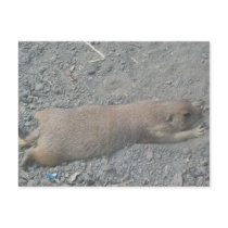 Prairie Dog postcards by lifeisahighway Prairie Dog postcards