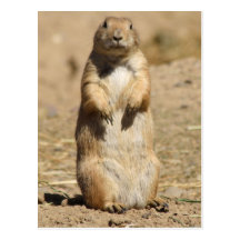 Prairie Dog Postcard