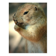 Prairie Dog  Postcard
