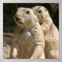 Prairie Dog Poster Print
