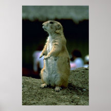 Prairie Dog Print