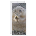 prairie dog rack card