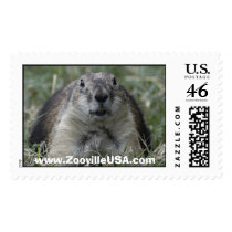 prairie-dog-sm, www.ZoovilleUSA.com postage