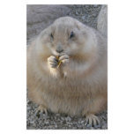 prairie dog stationery paper