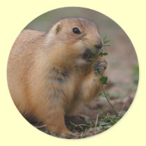 prairie dog stickers